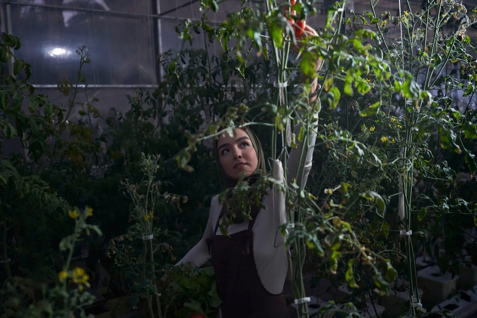 Growing vegetables in the community greenhouse